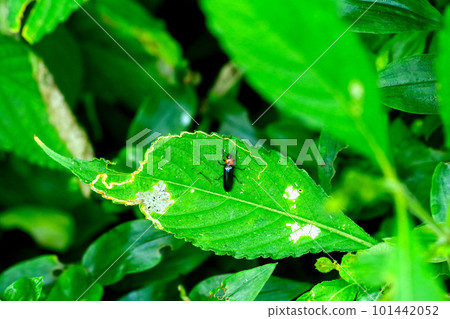 taiwan firefly taiwan firefly 101442052