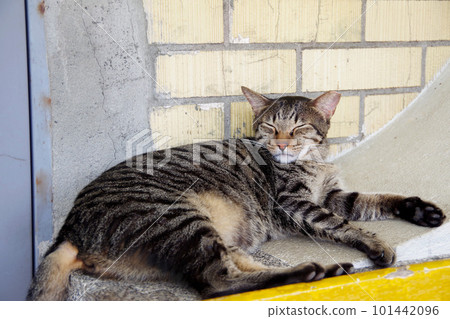 台灣貓村侯硐的貓 台灣貓村侯硐的貓 101442096