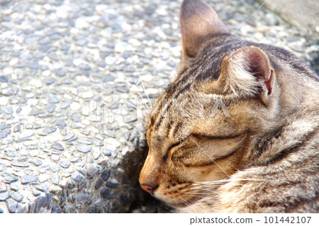 台灣貓村侯硐的貓 101442107