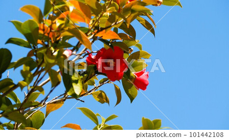 閃耀在藍天的紅色山茶花 閃耀在藍天的紅色山茶花 101442108