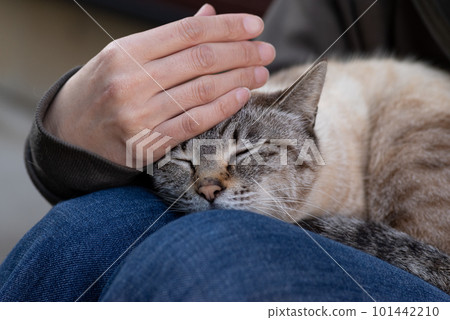 Cat relaxing on the lap 101442210