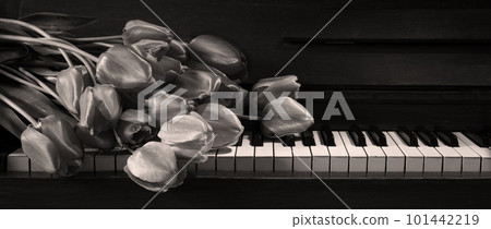 Tulips lie on the piano keys 101442219