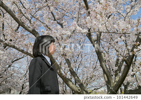 A girl looking up at the cherry tree A girl looking up at the cherry tree 101442649