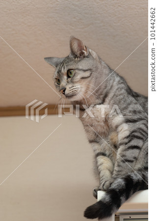 凝視的貓,Sabatra貓 凝視的貓,Sabatra貓 101442662