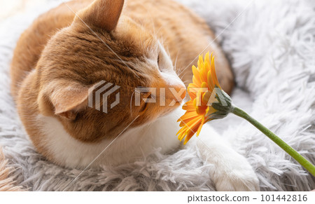 花貓棕虎白 101442816