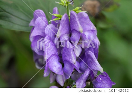 Octoric beetle, purple flower, poisonous plant, wild grass Octoric beetle, purple flower, poisonous plant, wild grass 101442912