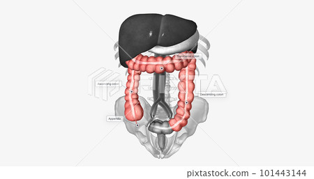 The colon is a muscular tube that makes up the biggest part of the large intestine. The colon is a muscular tube that makes up the biggest part of the large intestine. 101443144