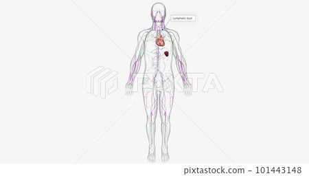 The lymphatic system is part of the immune and circulatory systems. 101443148