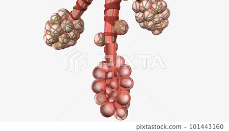 The alveoli are tiny air-filled pockets located in the lungs. The alveoli are tiny air-filled pockets located in the lungs. 101443160