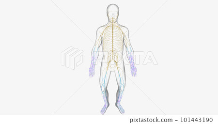 Guillain Barre syndrome is a rare disorder in which your body's immune system attacks your nerves. Guillain Barre syndrome is a rare disorder in which your body's immune system attacks your nerves. 101443190