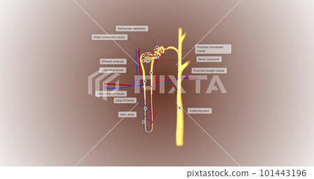 The function of the nephron is to convert blood to urine and consists of the tubular system and the renal corpuscle. 101443196