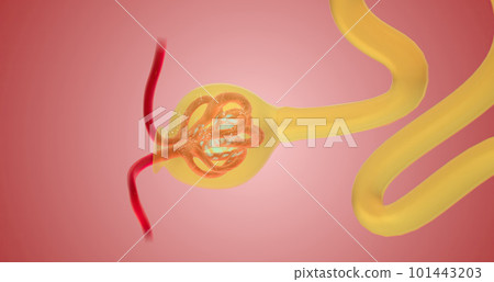 When blood reaches the kidney, the nephron filters it from fluid, red blood cells, platelets, ions, and molecular nutrients. 101443203