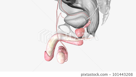 Many parts of the male reproductive system are located near the bladder and are directly related to the urinary system. 101443208