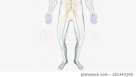 Guillain Barre syndrome is a rare disorder in which your body's immune system attacks your nerves. 101443209