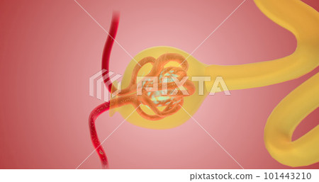 When blood reaches the kidney, the nephron filters it from fluid, red blood cells, platelets, ions, and molecular nutrients. 101443210
