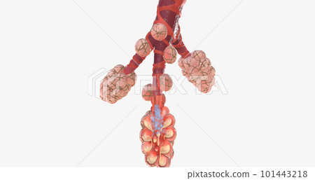 COVID-19, Acute Respiratory Distress Syndrome COVID-19, Acute Respiratory Distress Syndrome 101443218