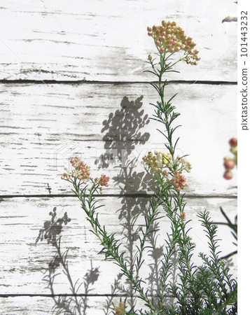 米花果醬 米花果醬 101443232