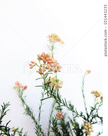 米花果醬 米花果醬 101443235