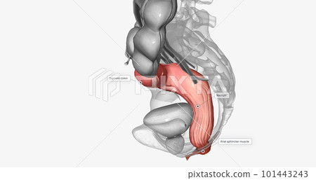 The last two sections of the large intestine are the sigmoid colon and rectum. The last two sections of the large intestine are the sigmoid colon and rectum. 101443243