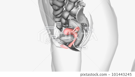 Organs surrounding the female reproductive organ 101443245