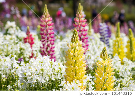 Colorful Lupine 101443310