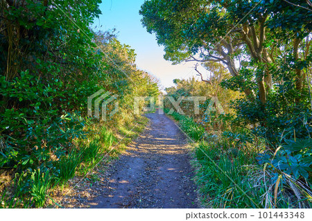 A view of the promenade from the Umiu Observatory in Jogashima, Miura City, Kanagawa Prefecture, to Umanose Cave. 101443348