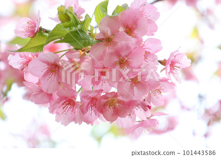 Kawazu櫻桃樹與小產品 Kawazu櫻桃樹與小產品 101443586