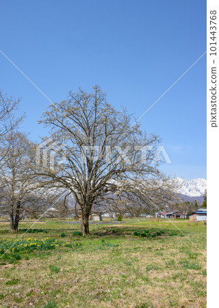 Shijukuin no Kobushi [北安曇區白馬村] 101443768