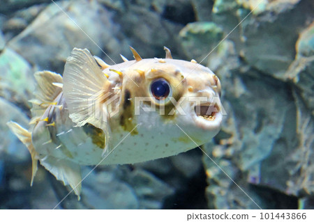 豪豬魚 豪豬魚 101443866