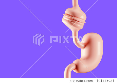 Human stomach with stuck burger Human stomach with stuck burger 101443981