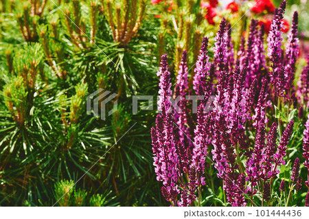 Wonderful pink purple sage salvia and young spruce shoots in a green garden 101444436