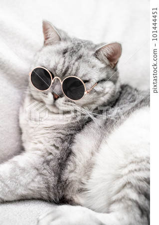 scottish straight cat in glasses, on a white background. Pets. 101444451