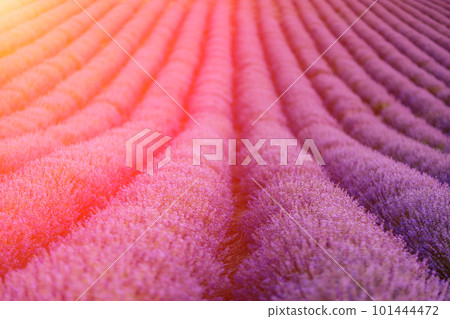 Lavender flower blooming scented fields in endless rows. 101444472