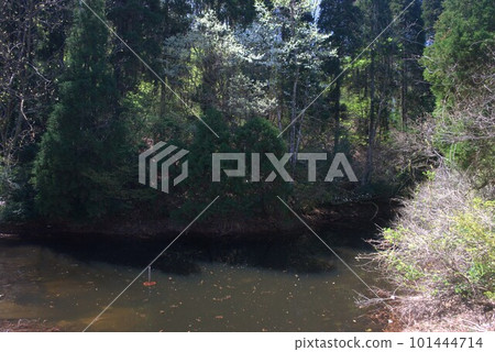 In the mountains in the Senri district of Fuchu-cho, Toyama City, Toyama Prefecture In the mountains in the Senri district of Fuchu-cho, Toyama City, Toyama Prefecture 101444714