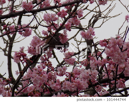 Shin-Yokohama walk 101444744