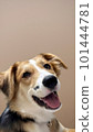 Portrait happy face dog isolated on beige background. Beautiful dog show tongue as smile with copy space on background. vertical photo, soft selective focus 101444781