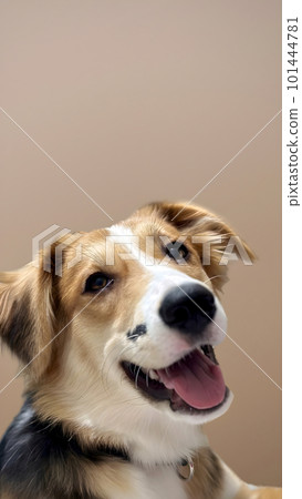 Portrait happy face dog isolated on beige background. Beautiful dog show tongue as smile with copy space on background. vertical photo, soft selective focus 101444781