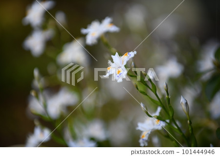 A group of Shiga A group of Shiga 101444946