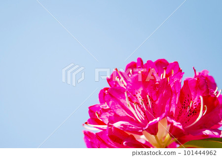 Rhododendron 101444962