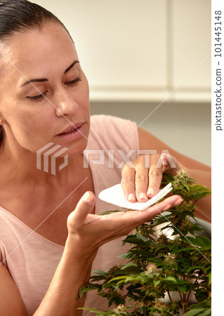 Cannabis bush care leaf pruning, a woman grows a hemp bush at home, care, cultivation and care of bushes for medical purposes. Cannabis bush care leaf pruning, a woman grows a hemp bush at home, care, cultivation and care of bushes for medical purposes. 101445148