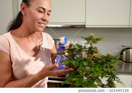 Cannabis bush care leaf pruning, a woman grows a hemp bush at home, care, cultivation and care of bushes for medical purposes. Cannabis bush care leaf pruning, a woman grows a hemp bush at home, care, cultivation and care of bushes for medical purposes. 101445156