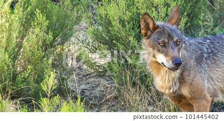 Iberian Wolf, Zamora, Spain Iberian Wolf, Zamora, Spain 101445402