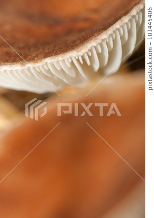 Wild Mushroom, Sierra de Guadarrama National Park, Spain 101445406
