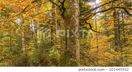 Autumn Mixed Forest, Oberammergau, Germany Autumn Mixed Forest, Oberammergau, Germany 101445432