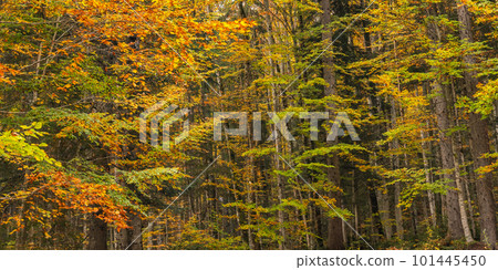 Autumn Mixed Forest, Oberammergau, Germany Autumn Mixed Forest, Oberammergau, Germany 101445450