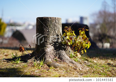 Decayed stump Decayed stump 101445581