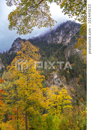 Autumn Mixed Forest, Fussen, Germany Autumn Mixed Forest, Fussen, Germany 101445633