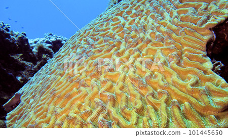 Brain Coral, Isla de la Juventud, Cuba 101445650