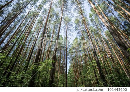 Beautiful summer forest with tall pines in summer sunny day. View up treetops. Low angle shot. Beautiful summer forest with tall pines in summer sunny day. View up treetops. Low angle shot. 101445690