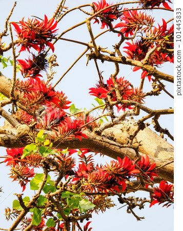 Deigo的花朵 101445833